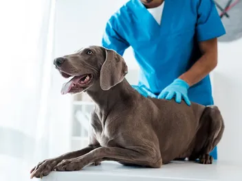 If a Crisis Arose, Could You Cover Expensive Veterinary Care?