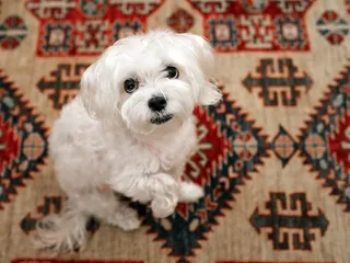Mauxie (Maltese & Dachshund Mix): Info, Pictures, Care & More