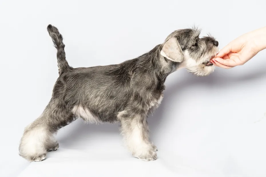 Miniature Schnauzer puppy getting a treat