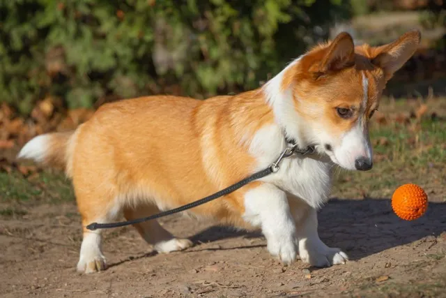Can Corgis Hike & Is It Bad for Them? (Complete Guide)