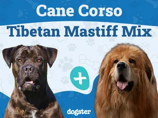 Cane Corso Tibetan Mastiff Mix: Info, Pictures, Care & More