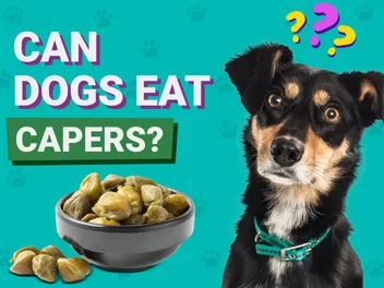 Can Dogs Eat Capers? Vet-Reviewed Nutrition Facts & FAQ