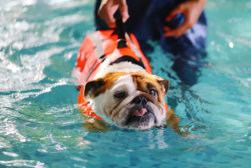 English Bulldog swimming