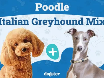 Pootalian (Poodle & Italian Greyhound Mix): Info, Pictures, Traits & Care Guide