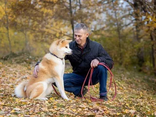 How Big Does an Akita Get? Vet-Verified Average Weight & Growth Chart