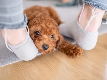 Why Do Dogs Like Socks? 4 Vet-Reviewed Reasons