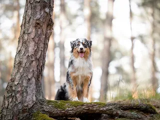 Blue Merle Australian Shepherd: Info, Pictures, Origin & History