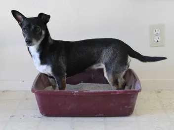How to Stop a Dog From Eating Cat Poop From the Litter Box: Vet-Approved Reasons & Tips
