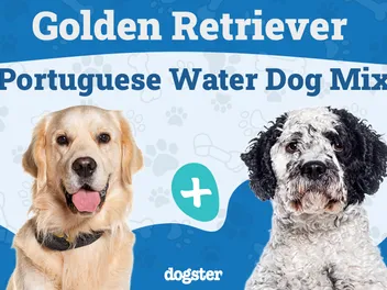Golden Retriever Portuguese Water Dog Mix: Info, Pictures, Care & More