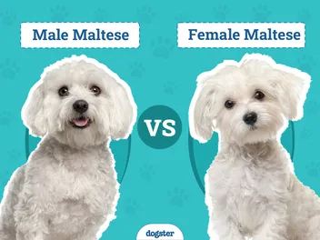 Male vs Female Maltese: What's the Difference? (With Pictures)