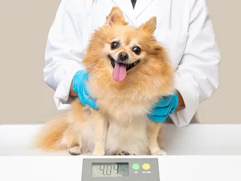 How Heavy Should My Dog Be? Vet-Approved Ideal Weight Chart