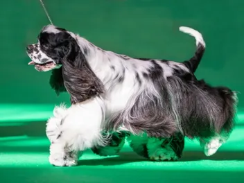 Crufts Dog Show 2026: Facts, History & FAQ