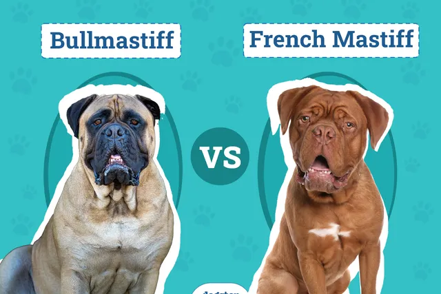 Bullmastiff vs French Mastiff: Visual Differences & Overview (With Pictures)
