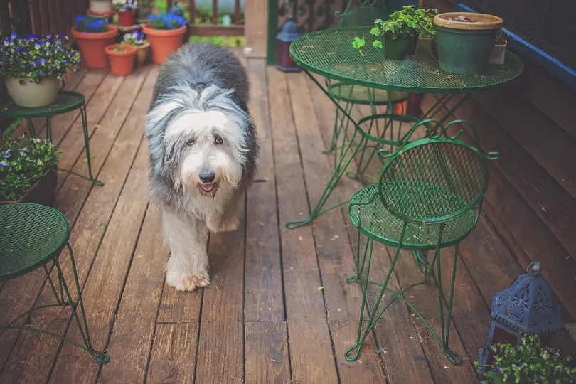old english sheepdog