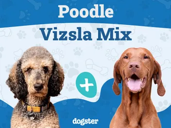 Poodle Vizsla Mix (Vizsladoodle): Info, Pictures, Care Guide & More