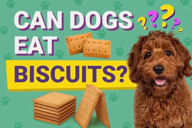 Can Dogs Eat Biscuits? Vet-Approved Facts & Safety Tips