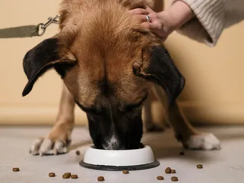 Why Does My Dog Leave Food on the Floor? 7 Vet-Reviewed Reasons