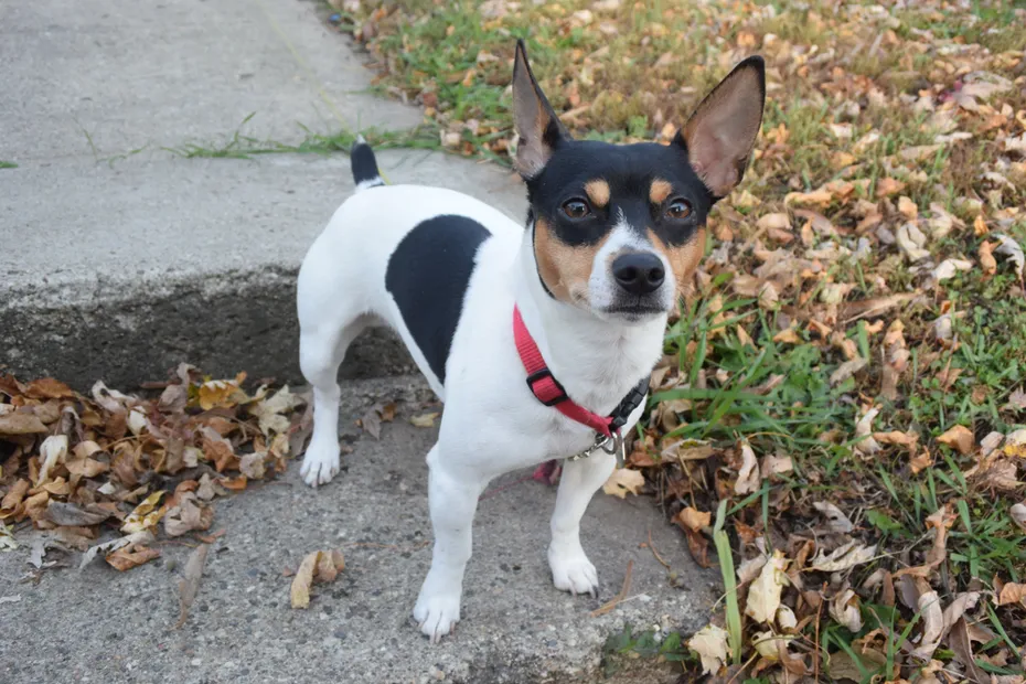 Teddy Roosevelt Rat Terrier Male puppy