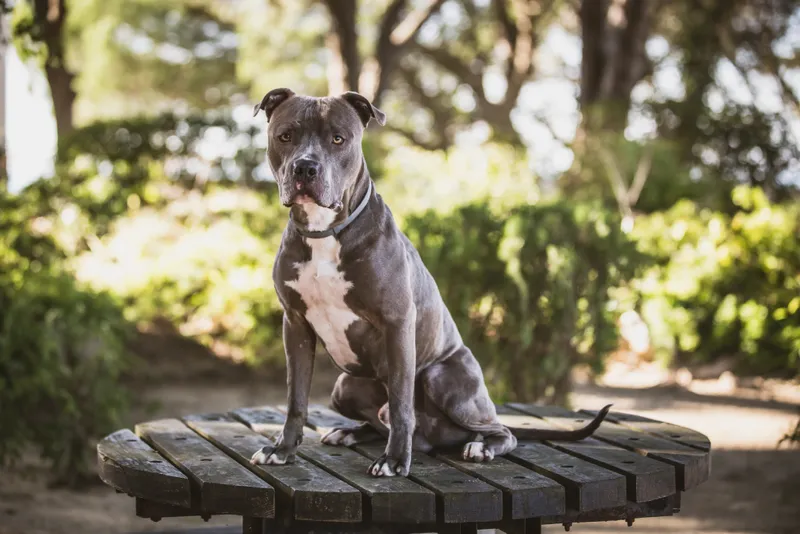 Pit Bull Blue Nose dog sitting on the table