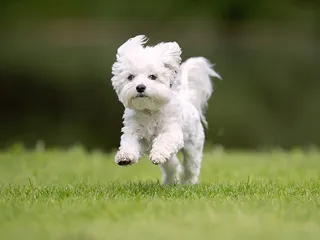 How to Train a Westie: 7 Vet-Approved Tips