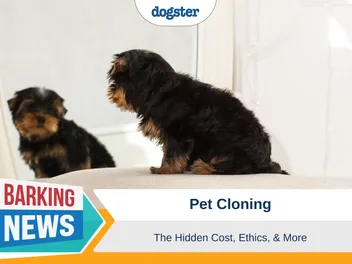 The Hidden Cost of Pet Cloning: Cost, Ethics & More