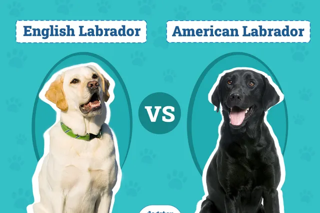English vs American Labrador: The Main Differences (With Pictures)