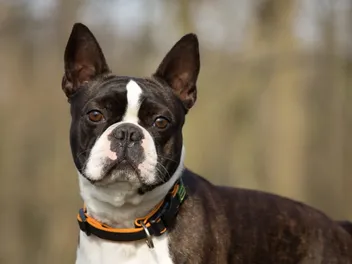 How Big Do Boston Terriers Get? (Size & Growth Chart)