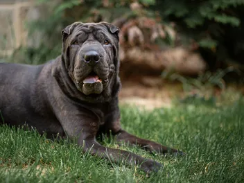 13 Strange Looking Dog Breeds (With Info & Pictures)