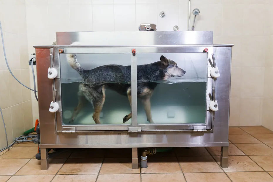 Australian Cattledog in a hydrotherapy station