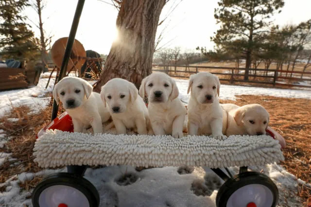 Labrador Retriever Puppies for Sale in North Carolina: Breeders List