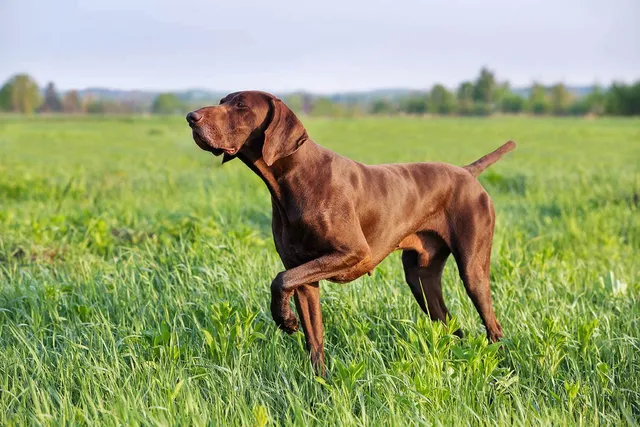 10 Deer Hunting Dog Breeds: Understanding Which Is Right for You
