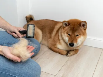 How Much Does a Shiba Inu Shed? 4 Useful Tips to Reduce It