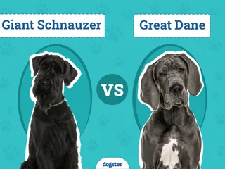 Giant Schnauzer vs. Great Dane - Which Should I Choose? (With Pictures)