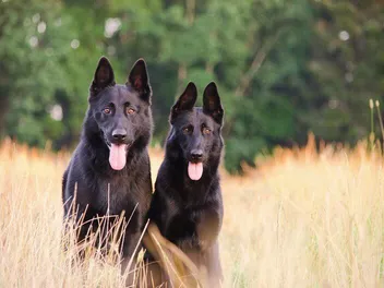 How to Calm a Male Dog When a Female Is in Heat: 4 Vet-Verified Methods