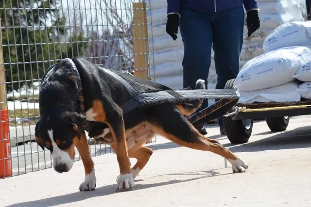 Dog Weight-Pulling – Enrichment or Exploitation
