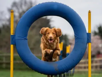 How Much Does Dog Agility Cost in 2026? (Training & Equipment)