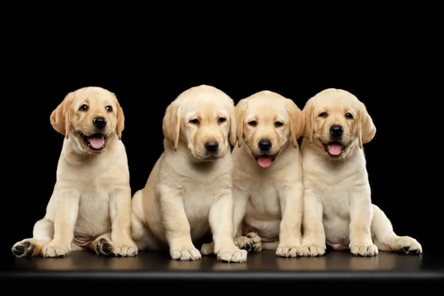 Labrador Retriever Puppies for Sale in Florida: 2026 Breeders List
