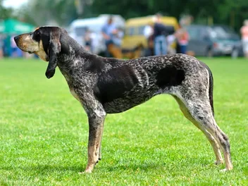 Gascon Saintongeois Dog Breed: Info, Pictures, Care & More