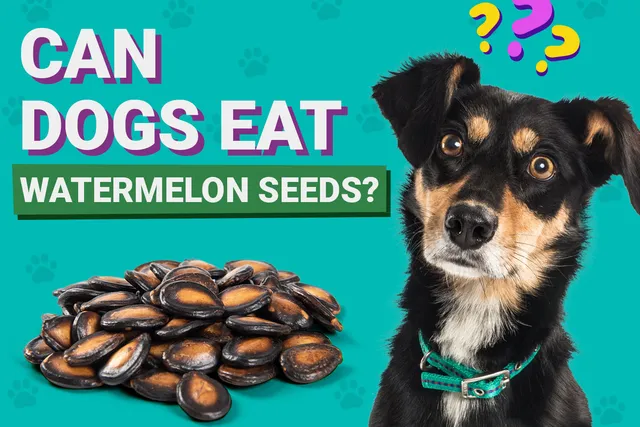 Can Dogs Eat Watermelon Seeds? Vet-Verified Nutrition Facts & Info