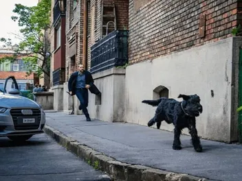 What Breed of Dog Is Tank on FBI International? History, Appearance & More