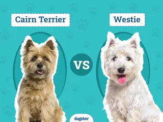 Cairn Terrier vs Westie: The Key Differences (With Pictures)