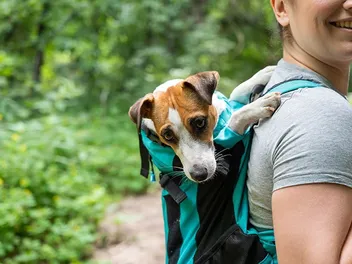 10 Benefits of Traveling With Dogs for You & Your Pet