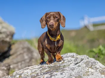 Miniature Dachshund Dog Breed: Info, Pictures, Origin & History