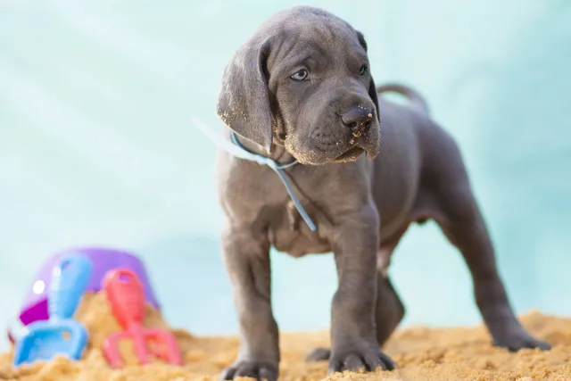 How Many Puppies Do Great Danes Have? Vet-Verified Litter Facts