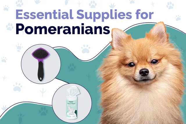 24 Essential Pomeranian Supplies to Get You Started: 2026 Guide