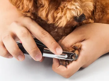 How to Use Guillotine Dog Nail Clippers: Vet-Approved Instructions