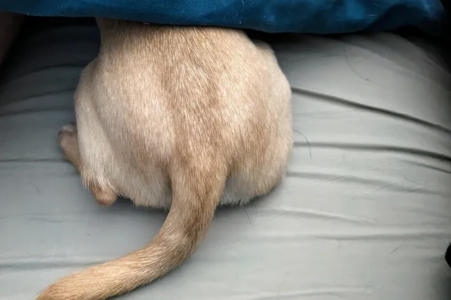 Ned and Fred: Eating, Sleeping, & Up to Something