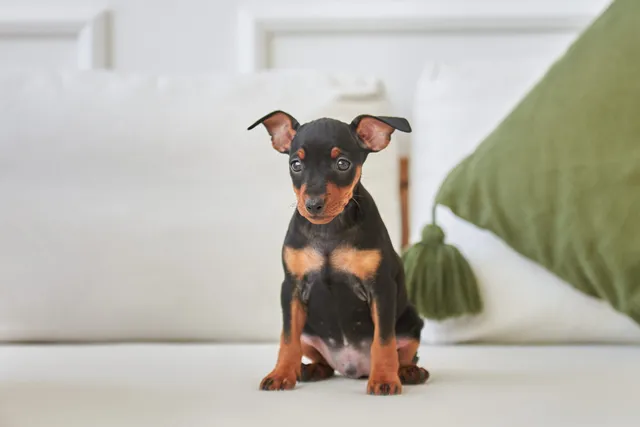 Why Does My Dog Poop On The Couch? 8 Vet-Reviewed Reasons & Prevention