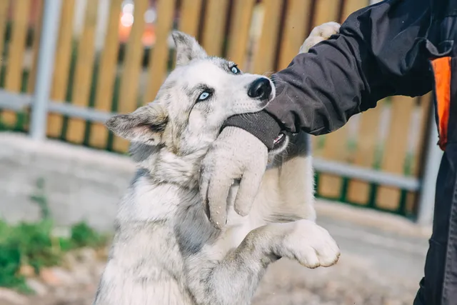 How to Prevent Dog Bites: 15 Vet-Approved Tips to Reduce the Risk