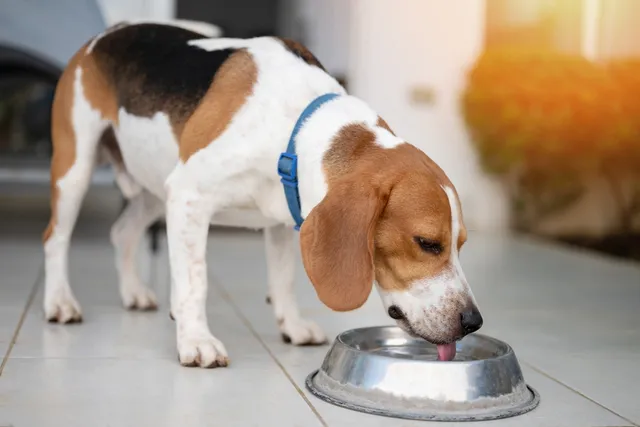 How to Get a Dog to Drink More Water: 11 Vet-Reviewed Tips